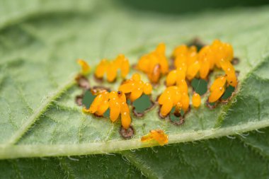 Colorado böceği (Leptinotarsa decemlineata) patates yaprağının altında yumurtalar. Böcek ilaçlarının yakın çekimi çiftliklerde ve bahçelerde hasat yaratıyor..