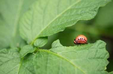 Colorado böceği (Leptinotarsa decemlineata) larva yiyen patates yaprağı. Böcek ilaçlarının yakın çekimi çiftliklerde ve bahçelerde hasat yaratıyor..