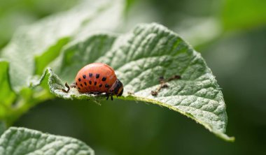 Colorado böceği (Leptinotarsa decemlineata) larva yiyen patates yaprağı. Böcek ilaçlarının yakın çekimi çiftliklerde ve bahçelerde hasat yaratıyor..