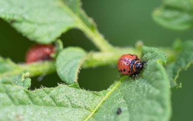 Colorado böceği (Leptinotarsa decemlineata) larva yiyen patates yaprağı. Böcek ilaçlarının yakın çekimi çiftliklerde ve bahçelerde hasat yaratıyor..