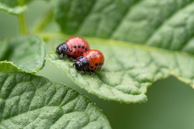 Colorado böceği (Leptinotarsa decemlineata) larva yiyen patates yaprağı. Böcek ilaçlarının yakın çekimi çiftliklerde ve bahçelerde hasat yaratıyor..