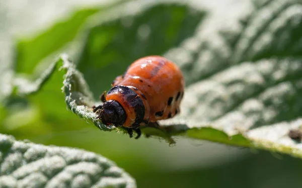 Colorado Kever Leptinotarsa Decemlineata Larve Die Bladeren Van Aardappelplanten Eet — Stockfoto