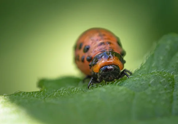 Besouro Colorado Leptinotarsa Decemlineata Larva Comendo Folha Planta Batata Close — Fotografia de Stock