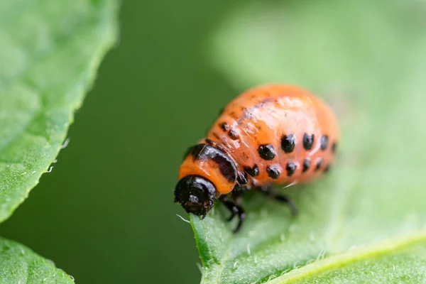 Colorado Kever Leptinotarsa Decemlineata Larve Die Bladeren Van Aardappelplanten Eet — Stockfoto