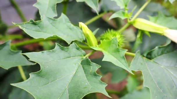 Planta Alucinógena Devil Trumpet Datura Stramonium Video Também Chamado Jimsonweed — Vídeo de Stock