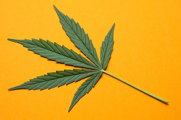 Fris Groen Blad Van Volgroeide Hennep Cannabis Oranje Achtergrond Medicinale — Stockfoto