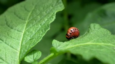 Colorado böceği (Leptinotarsa decemlineata) 4K VIDEO 'daki larva yiyen patates yaprağı. Böcek ilaçlarının yakın çekimi çiftliklerde ve bahçelerde hasat yaratıyor..