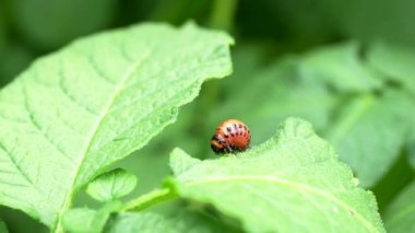 Colorado böceği (Leptinotarsa decemlineata) 4K VIDEO 'daki larva yiyen patates yaprağı. Böcek ilaçlarının yakın çekimi çiftliklerde ve bahçelerde hasat yaratıyor..