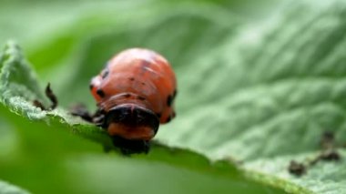 Colorado böceği (Leptinotarsa decemlineata) 4K VIDEO 'daki larva yiyen patates yaprağı. Böcek ilaçlarının yakın çekimi çiftliklerde ve bahçelerde hasat yaratıyor..