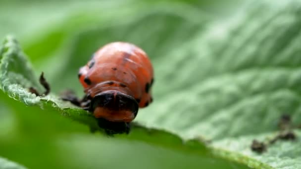 Besouro Colorado Leptinotarsa Decemlineata Larva Comendo Folha Planta Batata Video — Vídeo de Stock