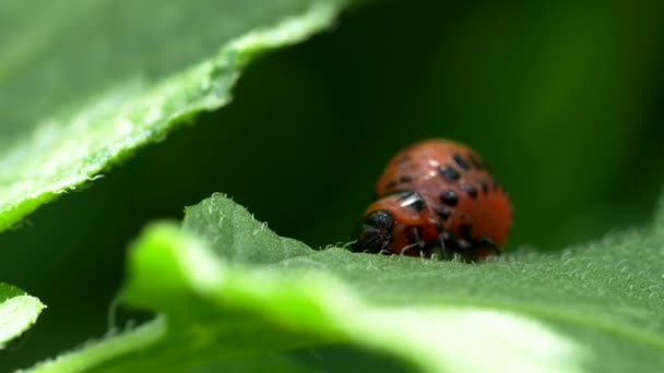 コロラドビートル Leptinotarsa Decemlinata 4Kビデオでジャガイモ植物の葉を食べる幼虫 害虫の接近により 農場や庭園での収穫に大きな被害が発生しました — ストック動画