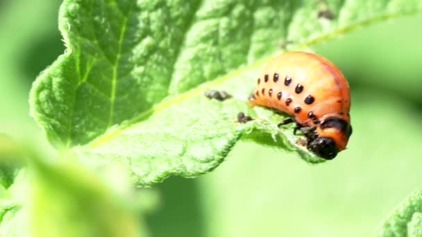 科罗拉多甲虫 Leptinotarsa Decemlineata 在4K Video中吃马铃薯植株幼虫叶 密切关注虫害 对农场和花园的收成造成巨大破坏 — 图库视频影像