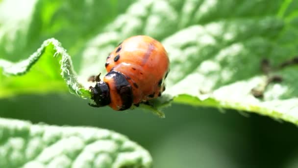 科罗拉多甲虫 Leptinotarsa Decemlineata 在4K Video中吃马铃薯植株幼虫叶 密切关注虫害 对农场和花园的收成造成巨大破坏 — 图库视频影像