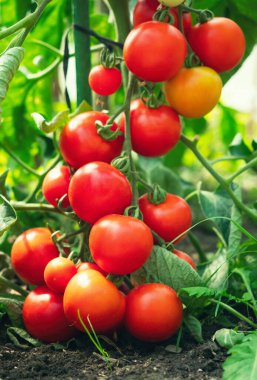 Serada yetişen olgun domates bitkisi. Organik sebze bahçesindeki bir dalda taze kırmızı domatesler. Reklam mesajınız için bulanık arkaplan ve kopyalama alanı.