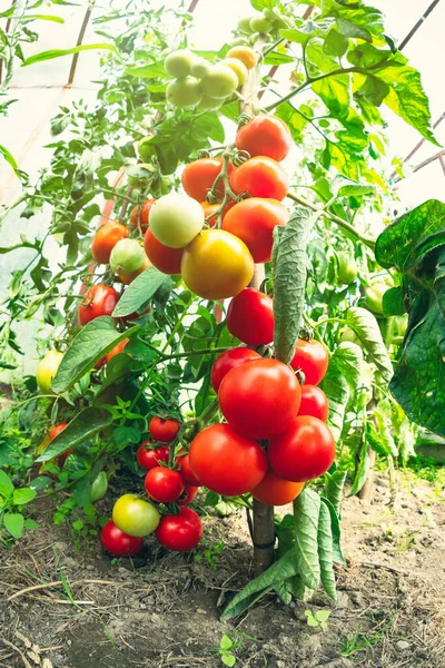 Mogna Tomatplantor Som Växer Växthus Färska Gäng Röda Naturliga Tomater — Stockfoto