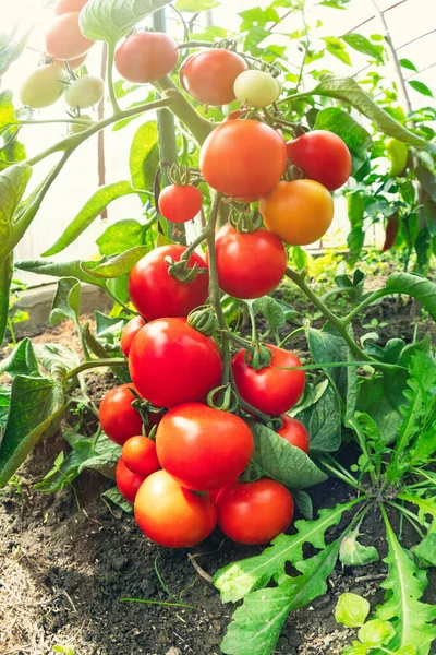 토마토는 온실에서 자라고 있습니다 유기농 정원에 가지에는 토마토가 있습니다 배경을 — 스톡 사진