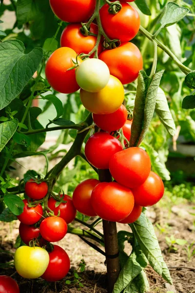 Reife Tomatenpflanze Wächst Gewächshaus Frischer Bund Roter Natürlicher Tomaten Auf — Stockfoto