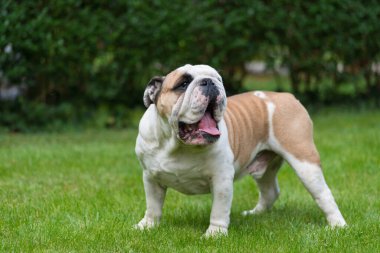 Safkan İngiliz Bulldog 'u yeşil çimlerde. Genç köpek yeşil çimlerin üzerinde duruyor ve kameraya bakıyor. Uzayı kopyala Arka planda çitlerin yaprakları.