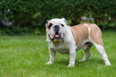 Safkan İngiliz Bulldog 'u yeşil çimlerde. Genç köpek yeşil çimlerin üzerinde duruyor ve kameraya bakıyor. Uzayı kopyala Arka planda çitlerin yaprakları.