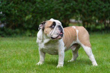 Safkan İngiliz Bulldog 'u yeşil çimlerde. Genç köpek yeşil çimlerin üzerinde duruyor ve kameraya bakıyor. Uzayı kopyala Arka planda çitlerin yaprakları.