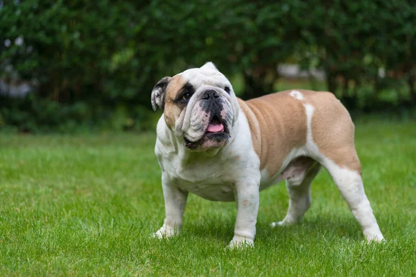 Bulldog Inglês Puro Gramado Verde Cão Jovem Grama Verde Olhando — Fotografia de Stock