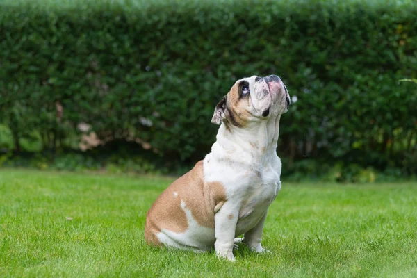 Bulldog Inglês Puro Gramado Verde Cão Jovem Grama Verde Olhando — Fotografia de Stock