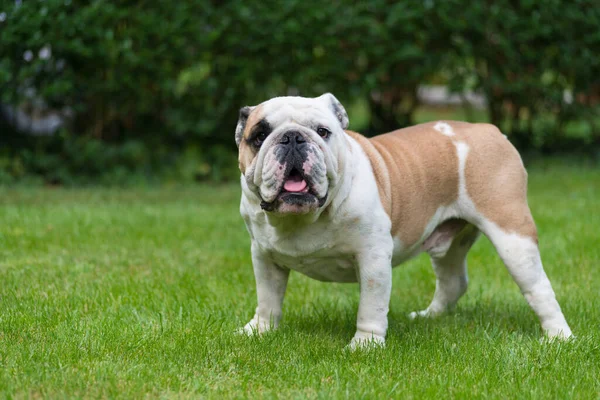 Purebred English Bulldog Green Lawn Young Dog Standing Green Grass — Stock Photo, Image