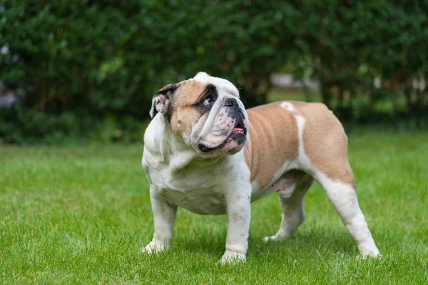 Bulldog Inglês Puro Gramado Verde Cão Jovem Grama Verde Olhando — Fotografia de Stock