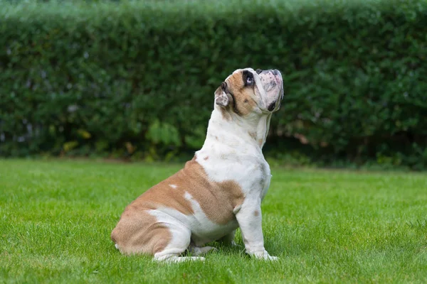 Bulldog Anglais Pur Sang Sur Pelouse Verte Jeune Chien Debout — Photo