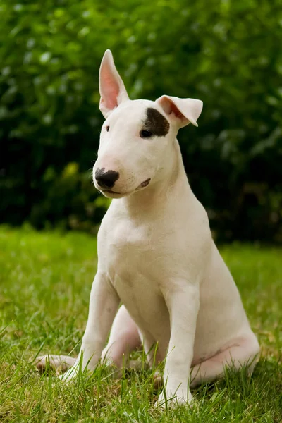 Cachorrinho Bull Terrier Branco Puro Gramado Verde Retrato Cão Jovem — Fotografia de Stock