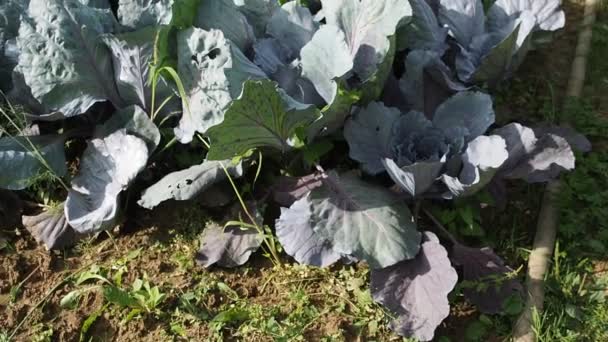 在Hd Video的花园里种上了各种蔬菜 一种成熟的绿色和红色卷心菜 生长在自制的花园中 有机耕作 健康食品 生物安全倡议 回到自然概念 — 图库视频影像