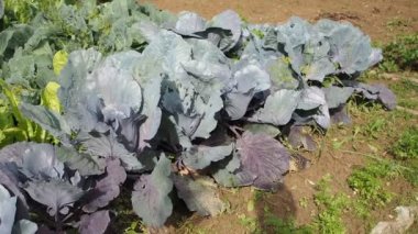 HD VIDEO 'nun bahçesinde çeşitli sebzeler filizlendi. Ev yapımı bahçede yetişen olgun yeşil ve kırmızı lahana başları (Brassica oleracea). Organik tarım, sağlıklı yiyecekler, BIO videoları, doğa konseptine dönüş..