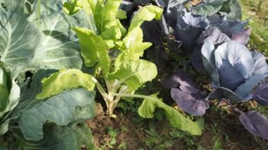 HD VIDEO 'nun bahçesinde çeşitli sebzeler filizlendi. Ev yapımı bahçede yetişen olgun yeşil ve kırmızı lahana başları (Brassica oleracea). Organik tarım, sağlıklı yiyecekler, BIO videoları, doğa konseptine dönüş..