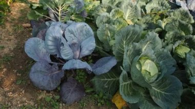 HD VIDEO 'nun bahçesinde çeşitli sebzeler filizlendi. Ev yapımı bahçede yetişen olgun yeşil ve kırmızı lahana başları (Brassica oleracea). Organik tarım, sağlıklı yiyecekler, BIO videoları, doğa konseptine dönüş..