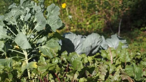 Varias Verduras Semillero Jardín Video Parche Cabezales Verdes Rojos Maduros — Vídeo de stock