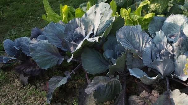 Various Vegetables Seedbed Garden Video Patch Ripe Green Red Cabbage — Stock Video