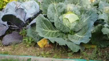HD VIDEO 'nun bahçesinde çeşitli sebzeler filizlendi. Ev yapımı bahçede yetişen olgun yeşil ve kırmızı lahana başları (Brassica oleracea). Organik tarım, sağlıklı yiyecekler, BIO videoları, doğa konseptine dönüş..