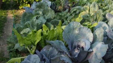 HD VIDEO 'nun bahçesinde çeşitli sebzeler filizlendi. Ev yapımı bahçede yetişen olgun yeşil ve kırmızı lahana başları (Brassica oleracea). Organik tarım, sağlıklı yiyecekler, BIO videoları, doğa konseptine dönüş..