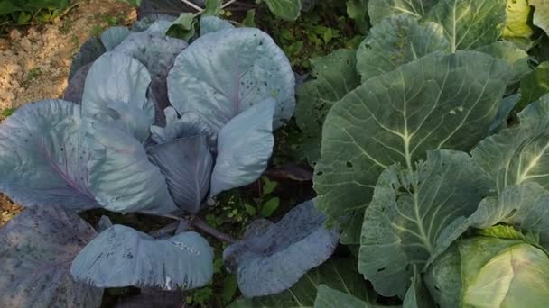 Divers Légumes Lit Semences Dans Jardin Video Patch Choux Verts — Video