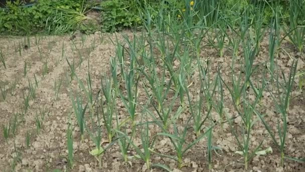 Knoblauchbeet Hausgemachten Garten Video Grüner Knoblauch Allium Sativum Wächst Auf — Stockvideo