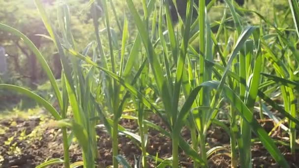 Video Daki Yapımı Bahçede Sarımsak Tohumu Çiftlikte Yetişen Yeşil Sarımsak — Stok video