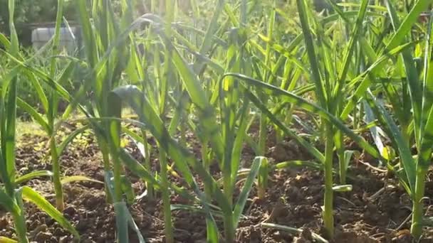 Knoblauchbeet Hausgemachten Garten Video Grüner Knoblauch Allium Sativum Wächst Auf — Stockvideo