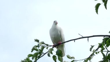 Beyaz kaplumbağa güvercini (Streptopelia roseogrisea) 4K VIDEO 'daki ağaç dalında oturuyor. Kuşun arkasında açık mavi gökyüzü arkaplanı.