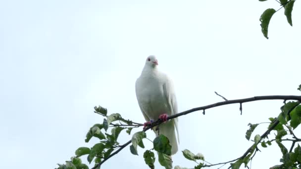 Weiße Turteltaube Streptopelia Roseogrisea Sitzt Auf Einem Ast Video Hellblauer — Stockvideo