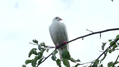 Beyaz kaplumbağa güvercini (Streptopelia roseogrisea) ağaç dalında oturur ve 4K VIDEO ile uçar gider. Kuşun arkasında açık mavi gökyüzü arkaplanı.