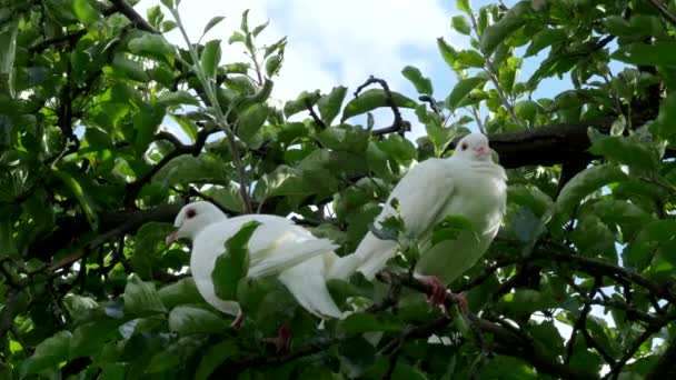 Два Белых Черепашьих Голубя Streptopelia Roseogrisea Сидят Ветке Дерева Видео — стоковое видео