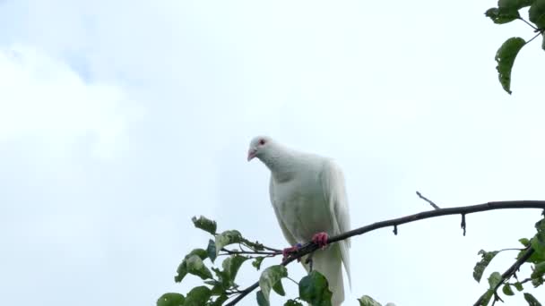 4Kビデオの木の枝に座っている白いカメ鳩 Streptoperia Roosogrisea 鳥の後ろの青い空の背景 — ストック動画