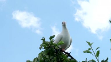 Beyaz kaplumbağa güvercini (Streptopelia roseogrisea) 4K VIDEO 'daki ağaç dalında oturuyor. Kuşun arkasında açık mavi gökyüzü arkaplanı.