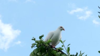 Beyaz kaplumbağa güvercini (Streptopelia roseogrisea) 4K VIDEO 'daki ağaç dalında oturuyor. Kuşun arkasında açık mavi gökyüzü arkaplanı.