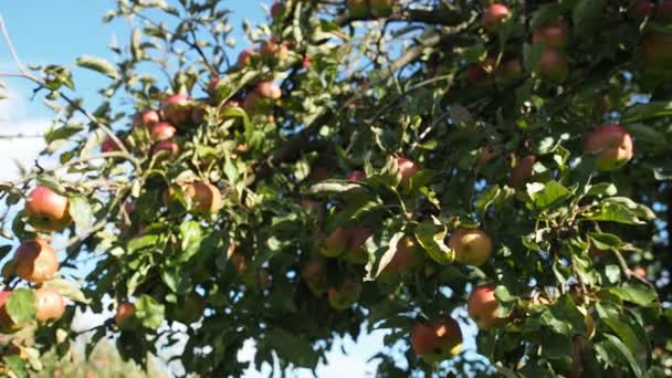 Frutos Maduros Manzana Malus Pumila Creciendo Jardín Video Manojo Manzanas — Vídeo de stock